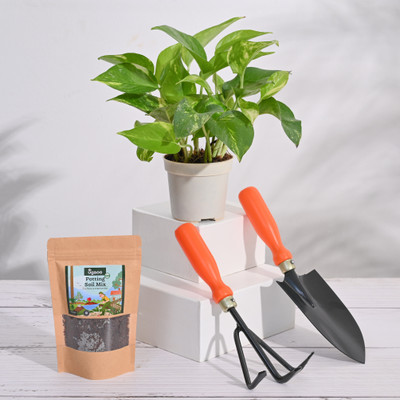 UGAOO Money Plant(Pack of 1)