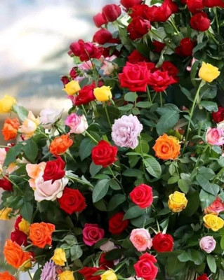 PlantsCorner Rose Plant(Hybrid, Pack of 1)