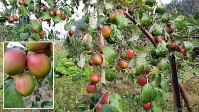 GreensFord Ber Apple Plant(Hybrid, Pack of 1)