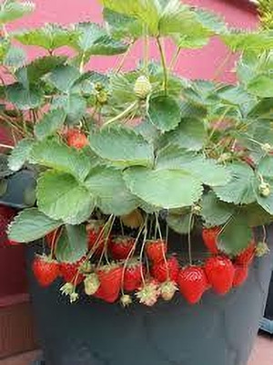 BREEZY BLOOMS Strawberry Plant(Hybrid, Pack of 1)