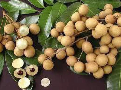 Globalplants Litchi Plant(Hybrid, Pack of 1)