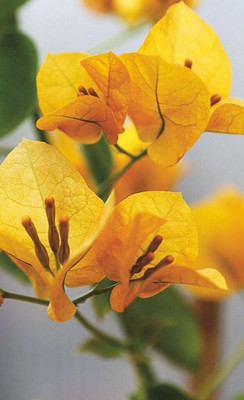 AFARTIOBINA Bougainvillea Plant(Hybrid, Pack of 1)