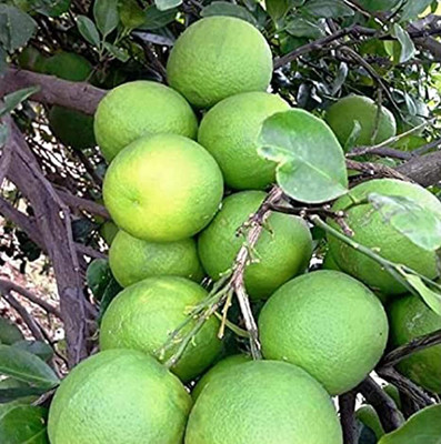 Aywal Sweet Mosambi Citrus Seed(11 per packet)