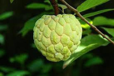LeafLinkPlants Custard Apple Plant(Hybrid, Pack of 1)
