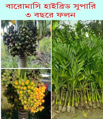 KrishnaNursery Betel Nut/Supari Plant(Hybrid, Pack of 1)