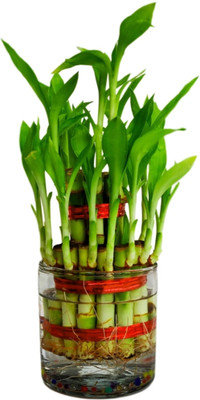 Nursery Hub Two Layer Bamboo Plant(Hybrid, Pack of 1)