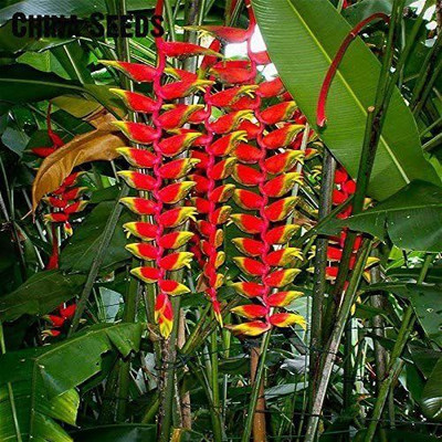 Aquinnah Bird of Paradise Plant(Hybrid, Pack of 1)
