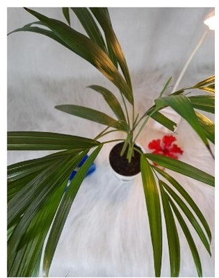 Treeicks Areca Plam(Hybrid, Pack of 1)
