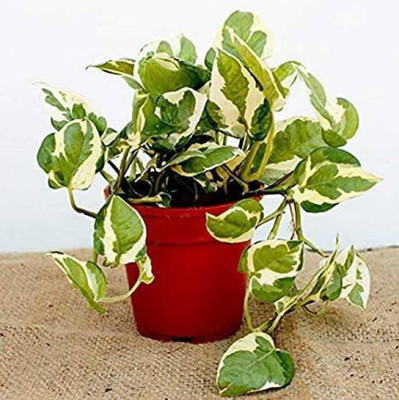 ROYSTORES Money Plant(Hybrid, Pack of 1)