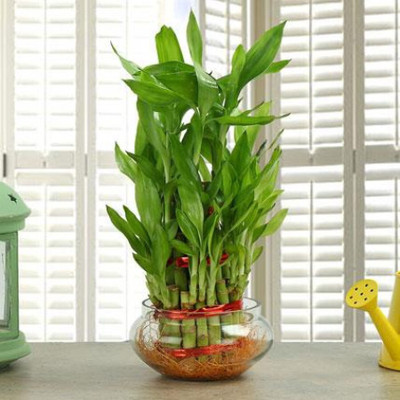 BALA PLANT CREATION Three Layer Bamboo Plant(Hybrid, Pack of 1)