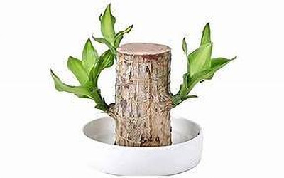 MAMONI TRADERS Brazilian Wood(Hybrid, Pack of 1)