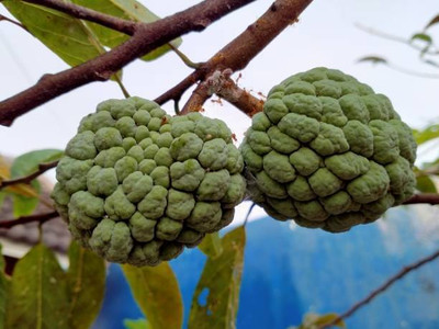 Manjunursery Custard Apple Plant(Hybrid, Pack of 1)