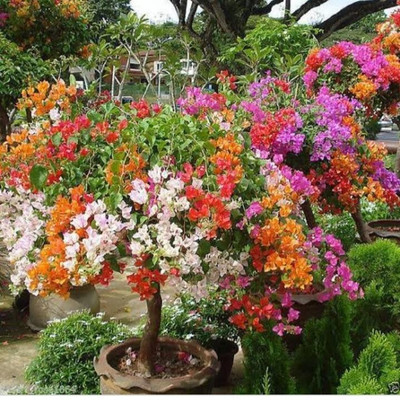 Bakuchi Baugainvillea Plant(Hybrid, Pack of 1)