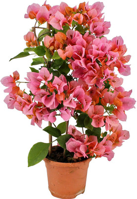 Ukanda Bougainvillea Plant(Hybrid, Pack of 1)
