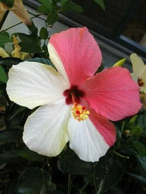 KNursery Java Moss Coconut Cave(Hybrid, Pack of 1)