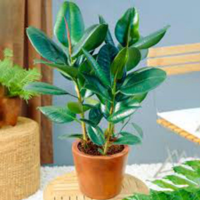 Cloud Farm Rubber Tree(Hybrid, Pack of 1)