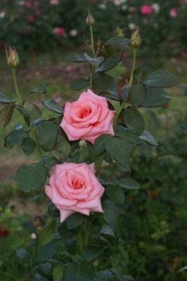MAITRA AND SONS Rose Plant(Hybrid, Pack of 1)