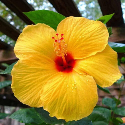 EDENGRAVY Hibiscus Plant(Hybrid, Pack of 1)