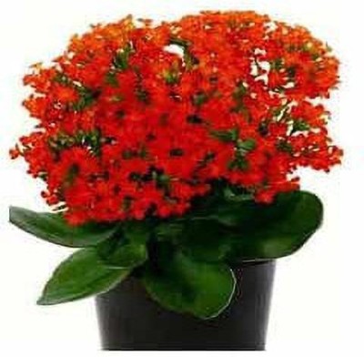 Plants Beauty Circle Kalanchoe Plant(Hybrid, Pack of 1)