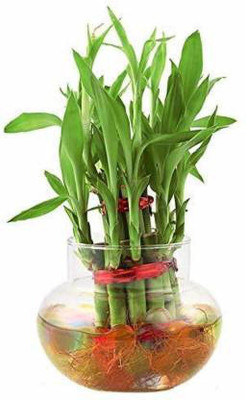 Real Nature Two Layer Bamboo Plant(Pack of 1)
