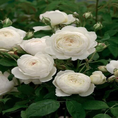EarthAngel Rose Plant(Hybrid, Pack of 1)