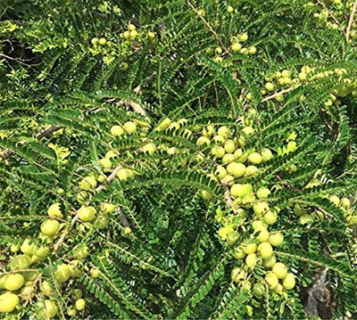 GreenyOn Guava Plant(Hybrid, Pack of 1)