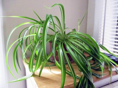 EliteGreen Spider Plant(Hybrid, Pack of 1)