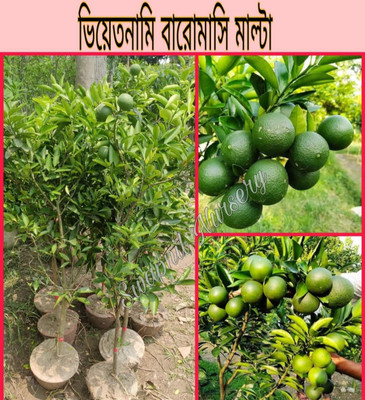 thai hybrid malta Malay Apple Plant(Hybrid, Pack of 1)