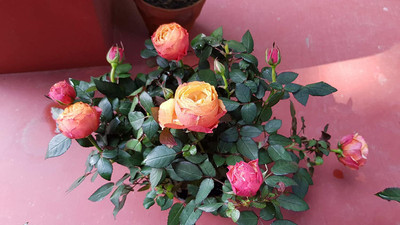 GreenyOn Rose Plant(Hybrid, Pack of 1)