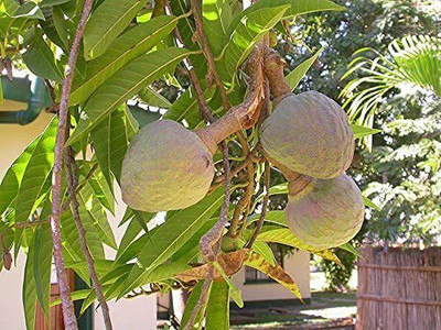 LeafLinkPlants Custard Apple Plant(Hybrid, Pack of 1)