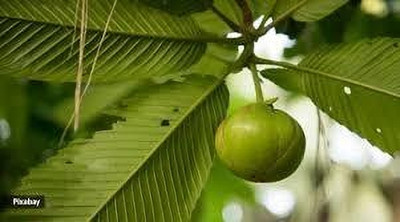 GLOBQRO Elephant Apple Plant(Hybrid, Pack of 1)