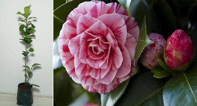 Cloud Farm ZZ Plant(Hybrid, Pack of 1)