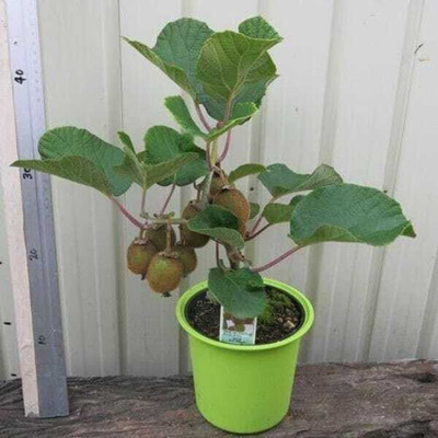 Cloud Farm Kiwi Plant(Hybrid, Pack of 1)