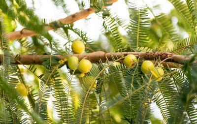 Platone Amla Plant(Hybrid, Pack of 1)