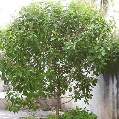 GreenyOn Tulsi Plant(Hybrid, Pack of 1)