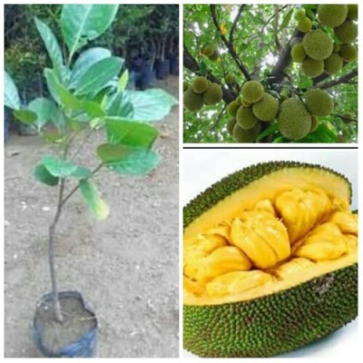 Cloud Farm Jack Fruit Plant(Hybrid, Pack of 1)