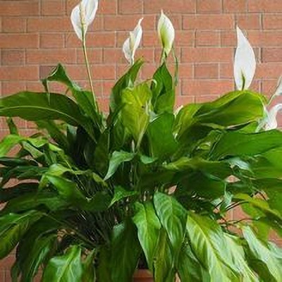 MAITRA AND SONS Peace Lily Plant(Hybrid, Pack of 1)