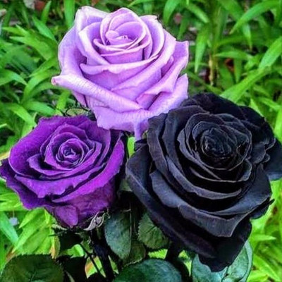 Greenearth Rose Plant(Hybrid, Pack of 1)