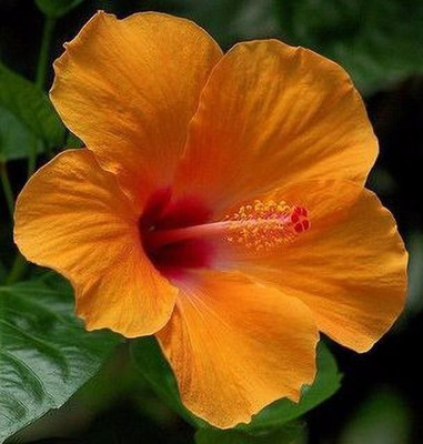 PetalPath Hibiscus Plant(Hybrid, Pack of 1)