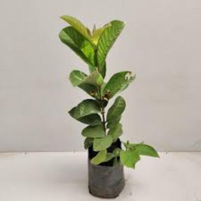 BREEZY BLOOMS Guava Plant(Hybrid, Pack of 1)