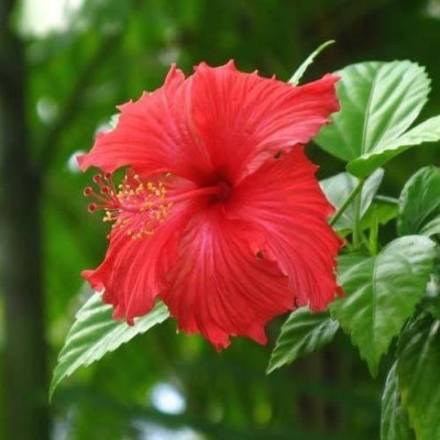 KRISHNA Hibiscus Gudhal Flower Plant(Hybrid, Pack of 1)