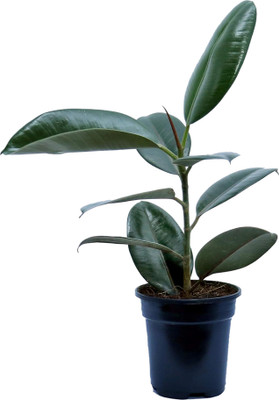 NiMoj Ficus Elastica Robusta Plant, Rubber Tree(Hybrid, Pack of 1)