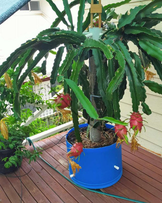 Cloud Farm Dragon Tree(Hybrid, Pack of 1)