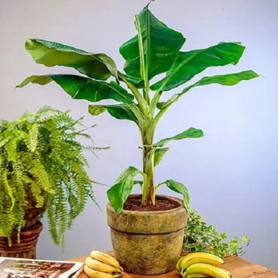 Cloud Farm Banana Plant(Hybrid, Pack of 1)