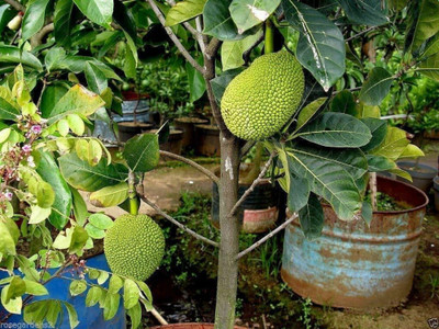 YourPlant Jackfruit Plant(Hybrid, Pack of 1)