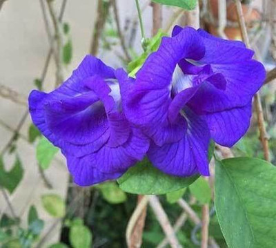 Cloud Farm Aparajita/ Butterfly Pea Plant(Hybrid, Pack of 1)