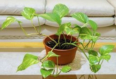 MAITRA AND SONS Money Plant(Hybrid, Pack of 1)
