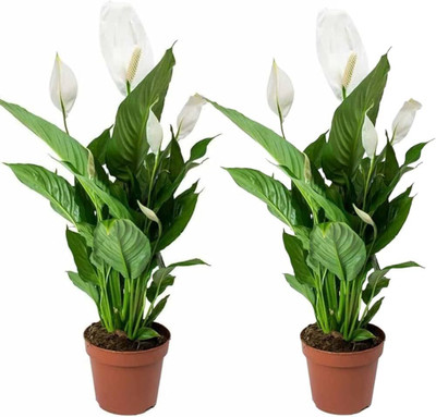Bakuchi Lily Plant(Hybrid, Pack of 1)