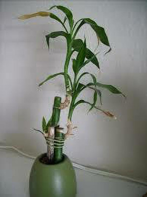 cloudMart Two Layer Bamboo Plant(Pack of 1)