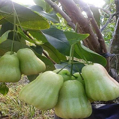 Sarika Wax Apple White Wax Fruit(Hybrid, Pack of 1)